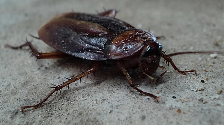 Cockroach Control Services