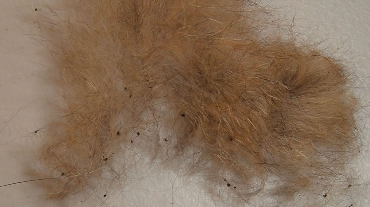 Flea Control Services