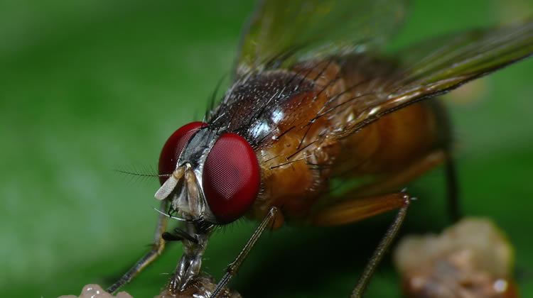 Fly Control Services