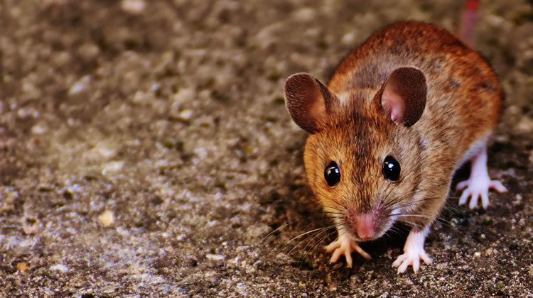 Mouse Control Services