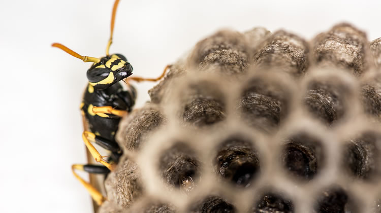 Pest Control Services