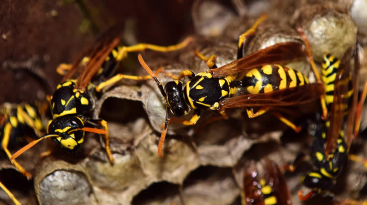 Wasp Control Services